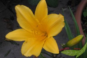 gelborange Taglilie Goldene Pagode Hemerocallis öfterblühend hoch im 18cm Topf